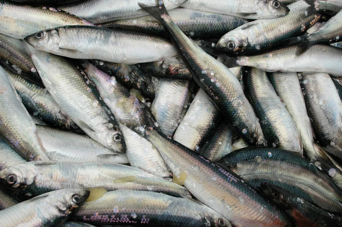 Amazing OMEGA 3's